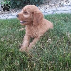 Waffles, Mini Goldendoodle Puppy